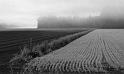 farm and fog